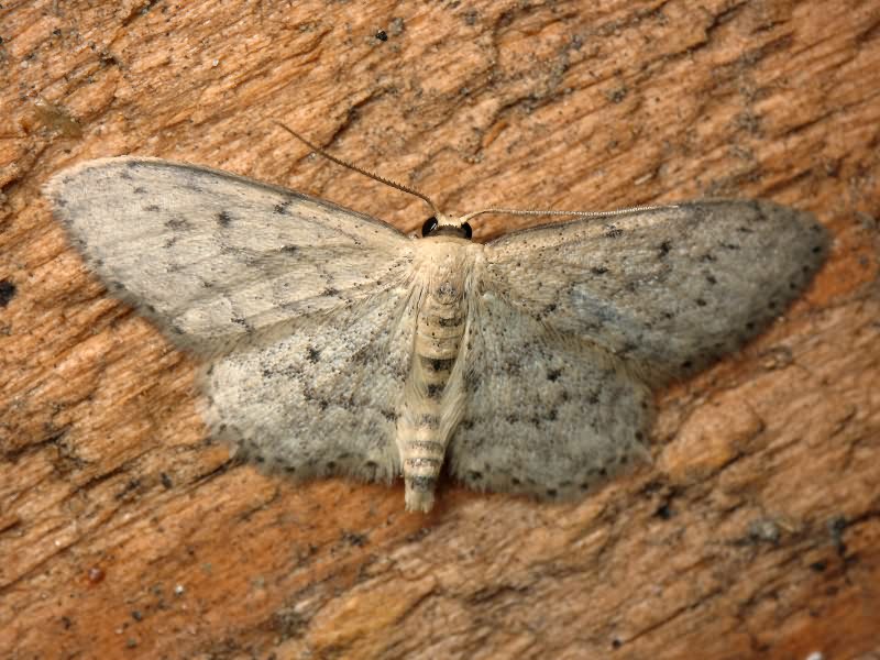 Geometridae